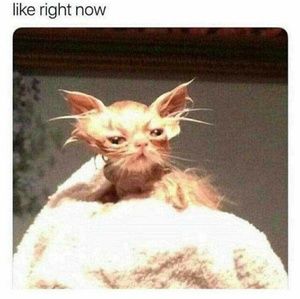 Meet your Posher, Brett